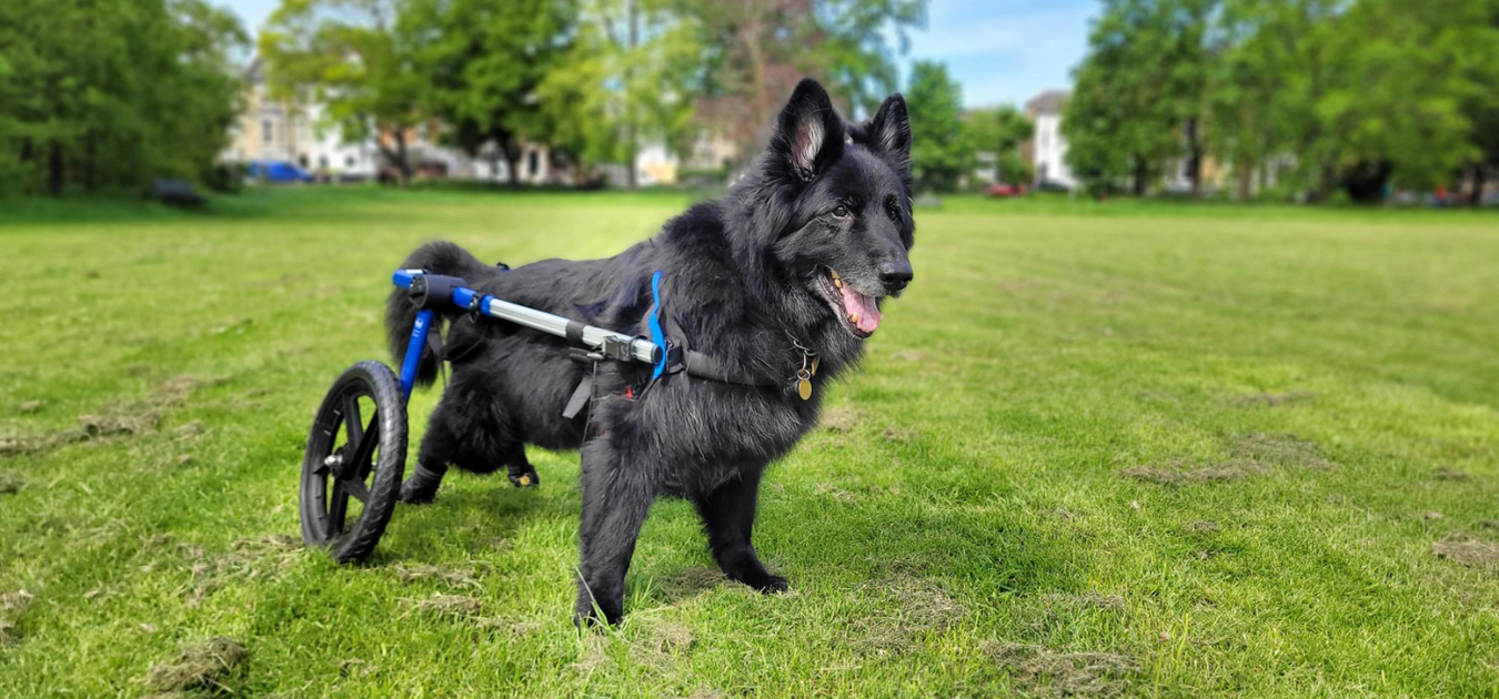 Cockapoo Wheelchair How Does a Dog Wheelchair Work For My Dog? — ZOOMADOG