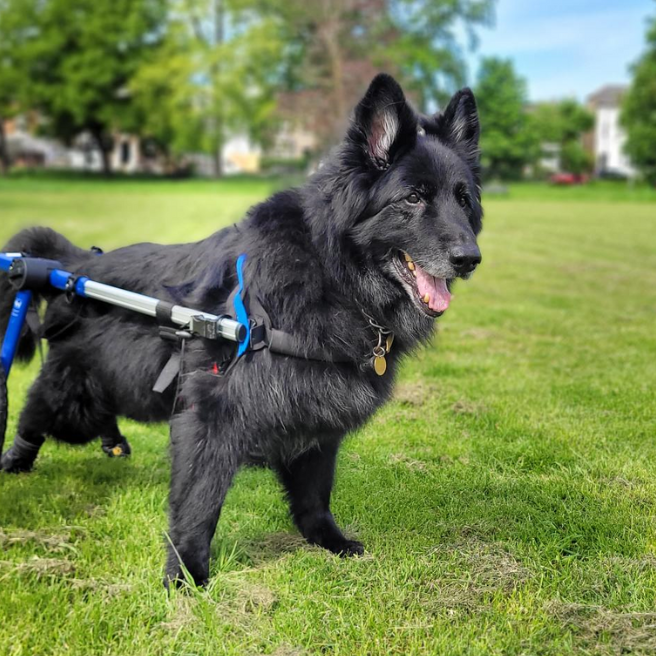 How Does a Dog Wheelchair Work For My Dog?