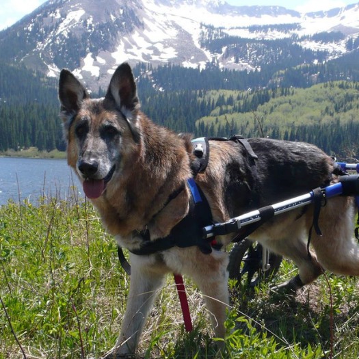 What Type Of Dog Wheelchair Should I Get in the UK?