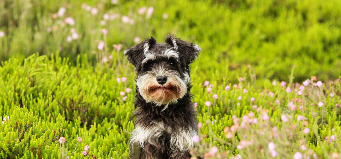 My dog has had her back right leg amputated due to breaking it badly. She is 11kg and a Small Westie x Mini-Schnauzer. What size dog wheelchair would she need? Also, could she then use her back left leg with this?