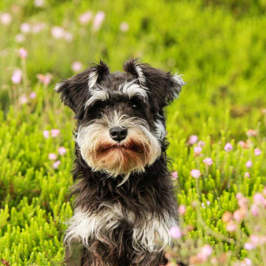 Are Certain Dog Breeds More Prone to Grass Allergies Than Others?