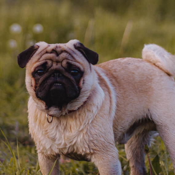 Is There a Test for Pug Myelopathy for My Dog?