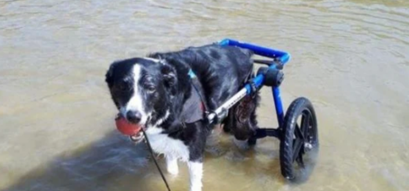 Can My Dog Go in Water With a Dog Wheelchair? — ZOOMADOG
