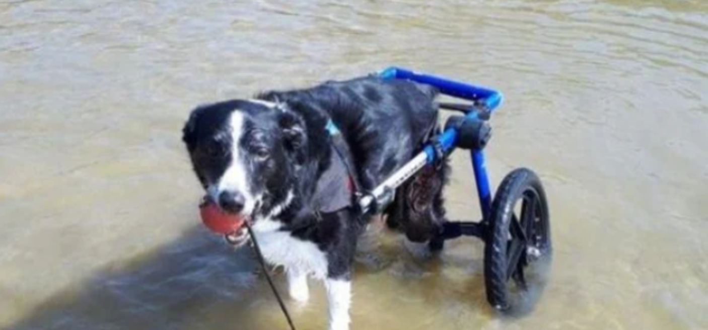 Can My Dog Go in Water With a Dog Wheelchair?