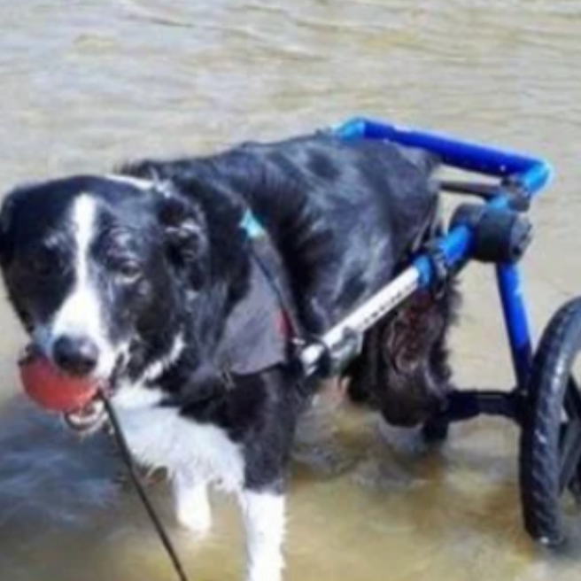 Can My Dog Go in Water With a Dog Wheelchair?