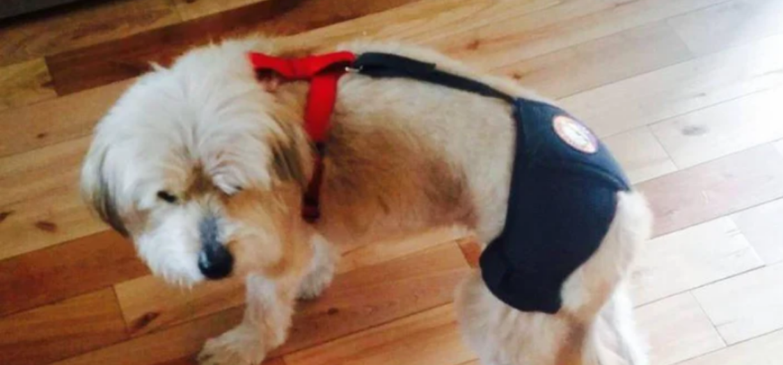 Does A Hip Brace Work For Hip Dysplasia For A Dog?