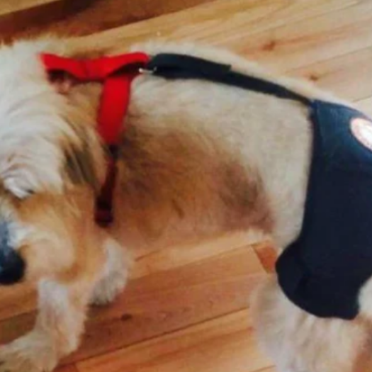 Does A Hip Brace Work For Hip Dysplasia For A Dog?