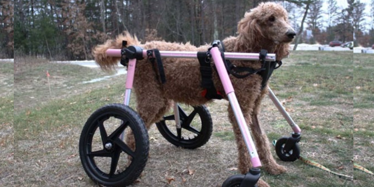 Can I get a Four Wheel Wheelchair For My Dog? — ZOOMADOG