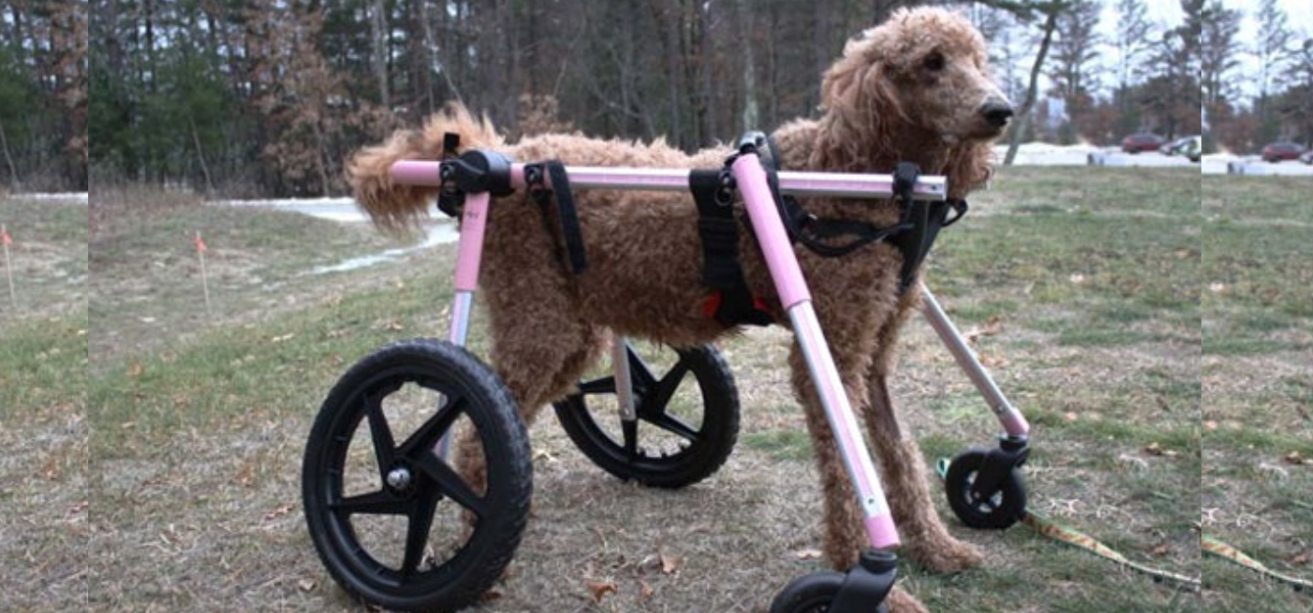 Can I get a Four Wheel Wheelchair For My Dog?