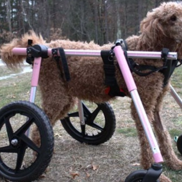 Can I get a Four Wheel Wheelchair For My Dog?