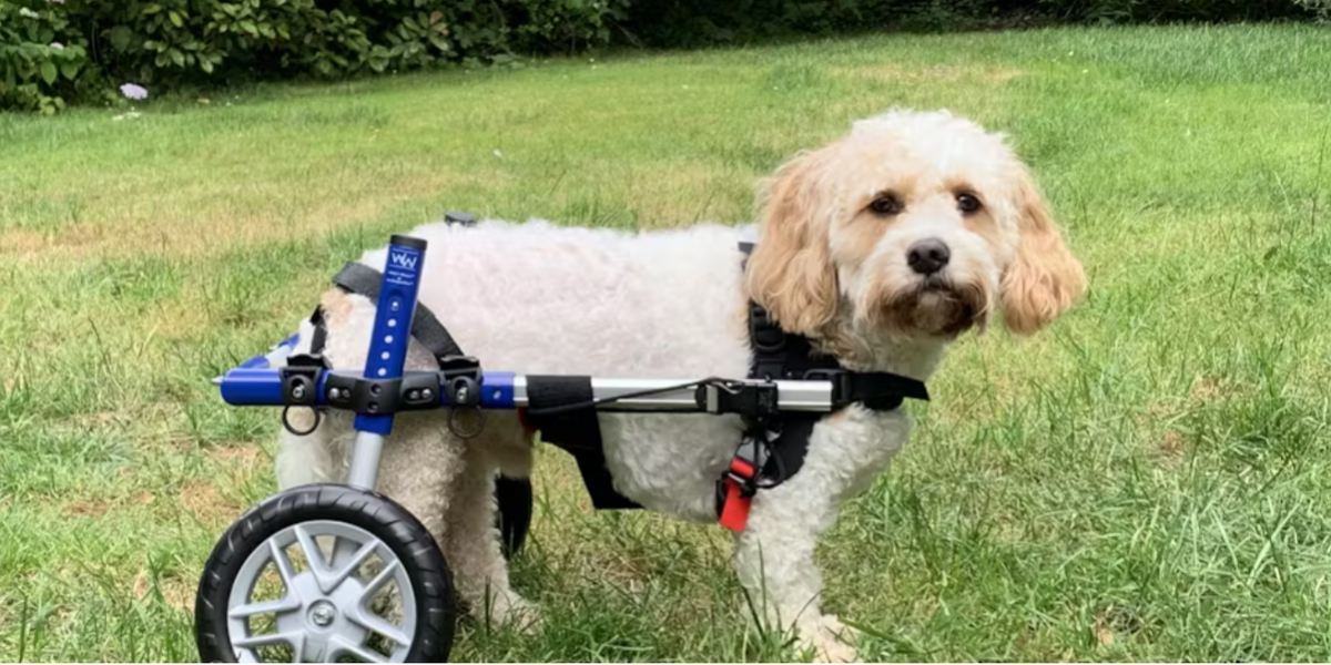 My Dog has IVDD. Would a Dog Wheelchair Help? — ZOOMADOG