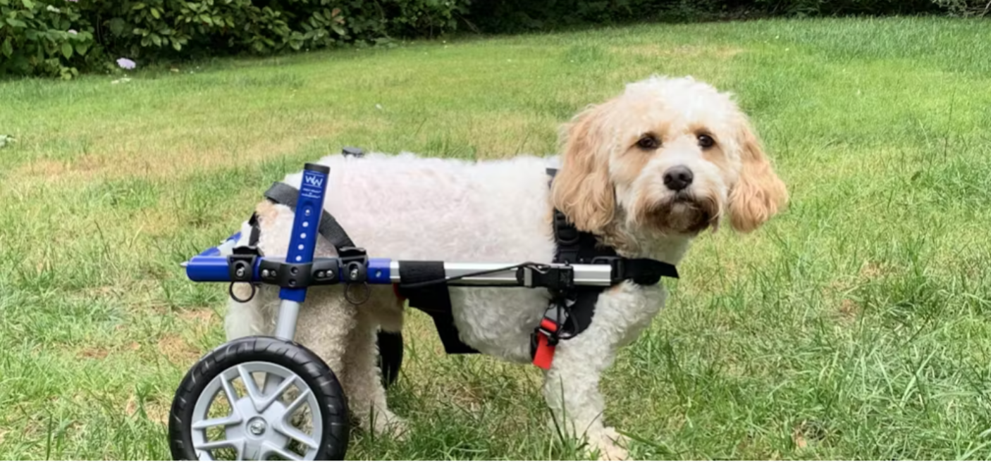 My Dog has IVDD. Would a Dog Wheelchair Help?