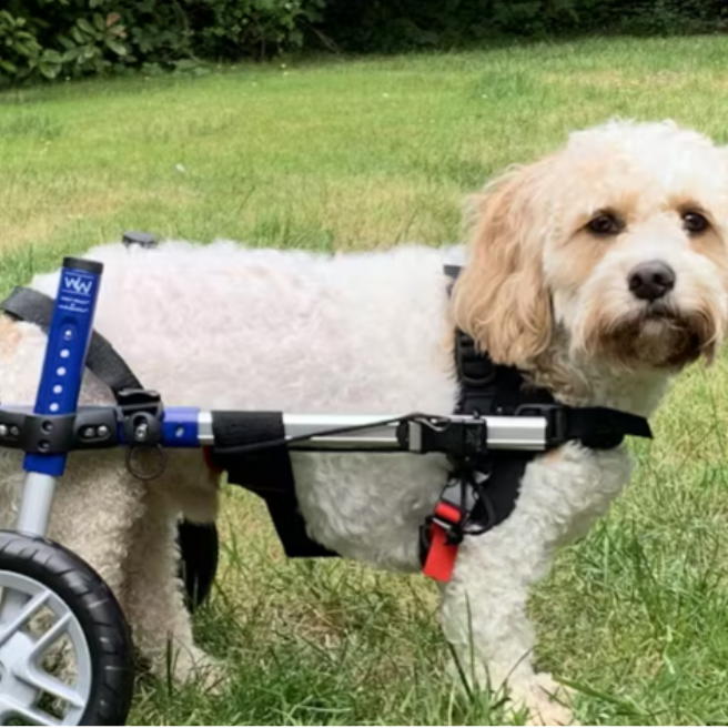 My Dog has IVDD. Would a Dog Wheelchair Help?