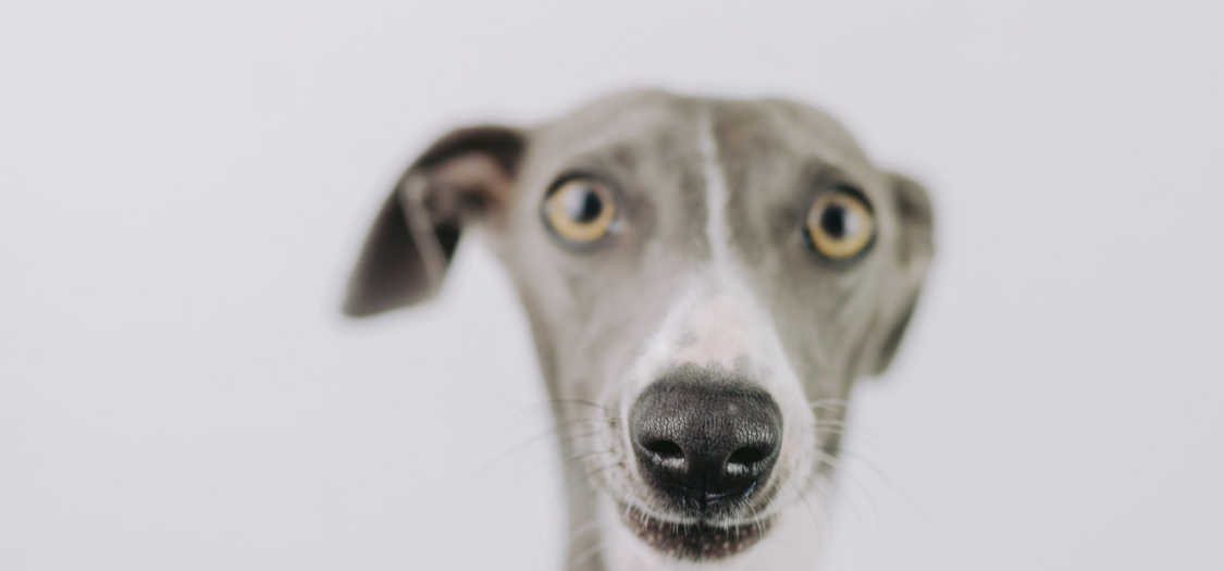 Finney, the Greyhound, Suffers with Corns and Grass Allergies in the Spring