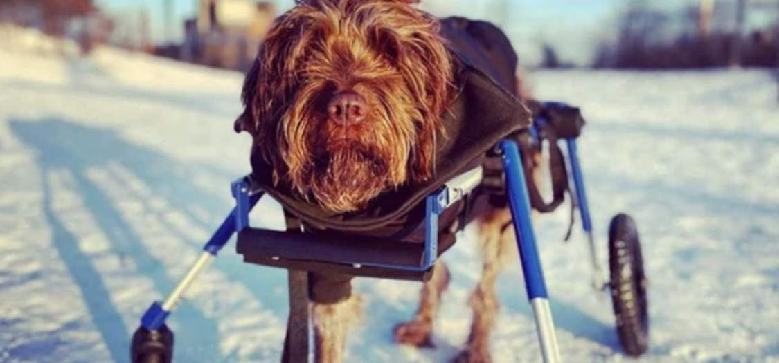 Can You Get Front Only Dog Wheelchairs?