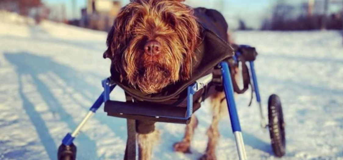 Can You Get Front Only Dog Wheelchairs? — ZOOMADOG