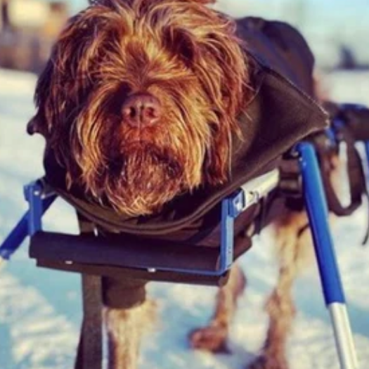 Can You Get Front Only Dog Wheelchairs?