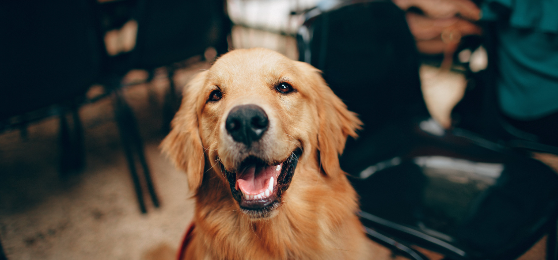 Hip Dysplasia in Your Golden Retriever - A Complete Guide