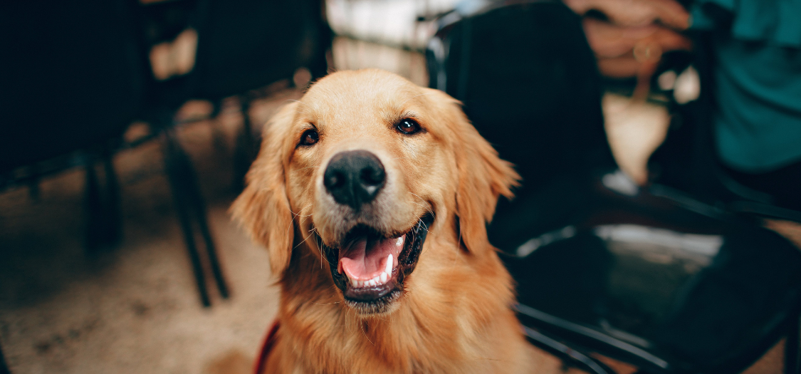 Hip Dysplasia in Your Golden Retriever - A Guide — ZOOMADOG