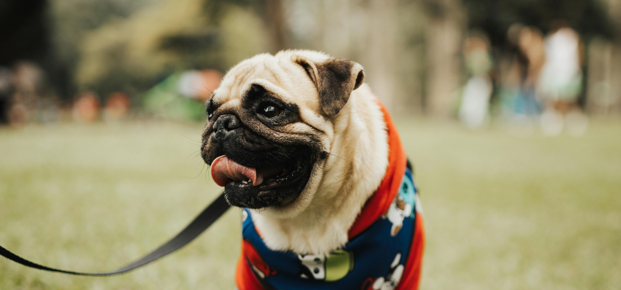 My Pug Can’t Go To The Toilet. How Can I Self Express My Pug To Help H ...