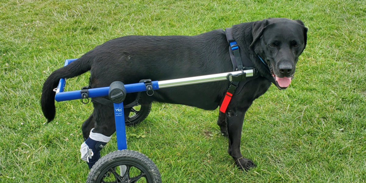 Can My Dog Use The Toilet / Pee When They Are Using A Dog Wheelchair ...