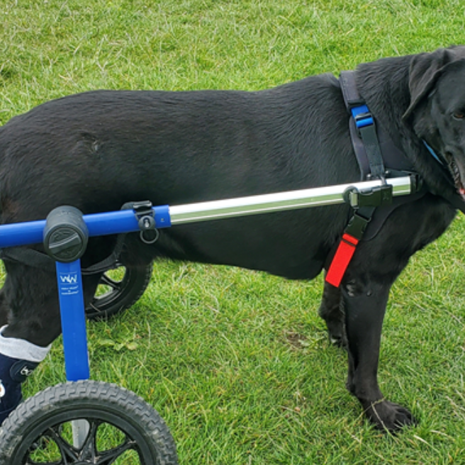 Can My Dog Use The Toilet / Pee When They Are Using A Dog Wheelchair?