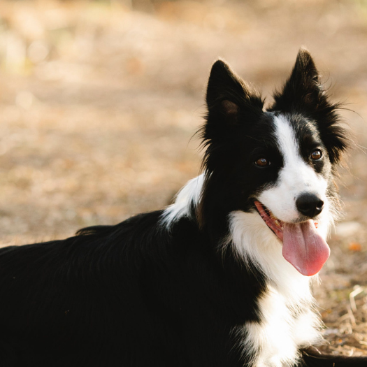 Ben, the Border Collie dog, Suffers with Carpal Hyperextension and Flat Toes