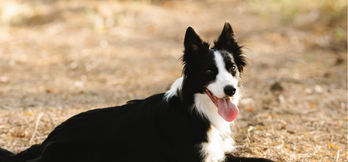 Hip Dysplasia in Your Dog - A Guide