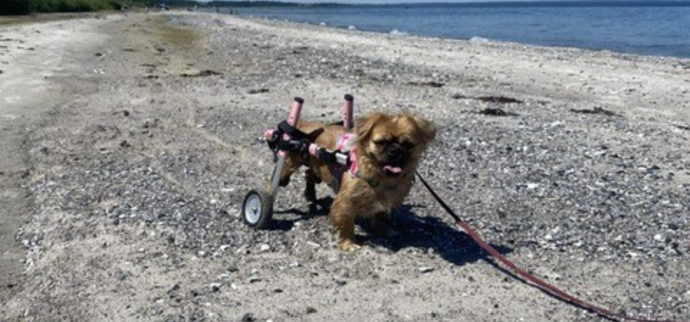 Can My Dog Lie Down in a Dog Wheelchair?