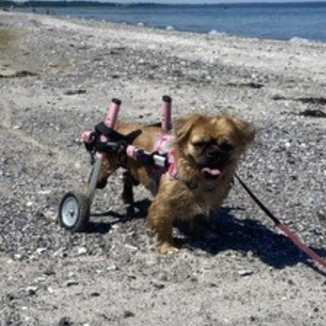 Can My Dog Lie Down in a Dog Wheelchair?