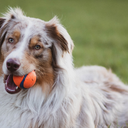 Do Grass Allergies Affect Dogs Year-Round, Or Are They Seasonal?