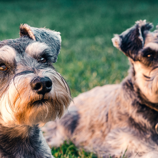 Dog Hip Dysplasia Stance - What is it?