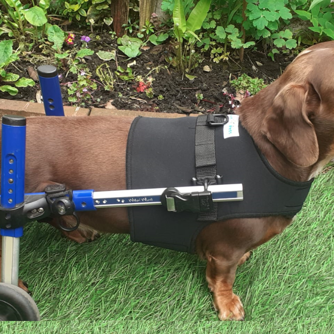 Can I Leave My Dog in Their Dog Wheelchair All Day?