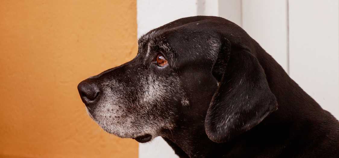 My Elderly Labrador has Hind Leg Hip Weakness, Is Losing Muscle Mass a ...