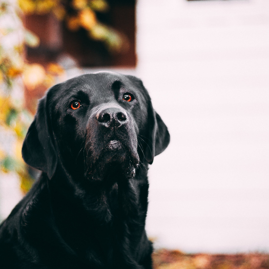 Hip Dysplasia in Your Labrador - A Guide