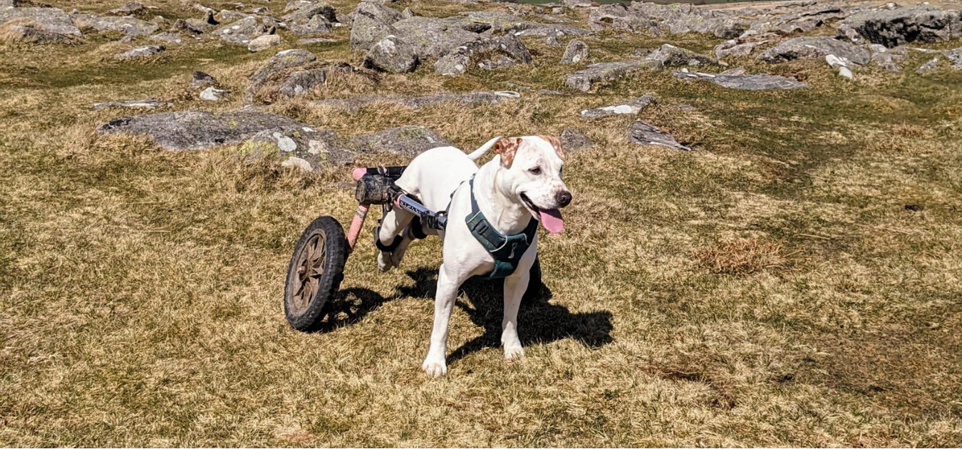 Cockapoo Wheelchair Do Dog Wheelchairs Fold or Disassemble for Easy Transportation? — ZOOMADOG