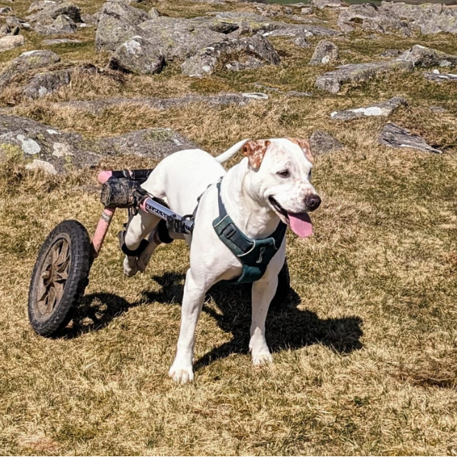 When Is My Dog Ready for a Wheelchair?