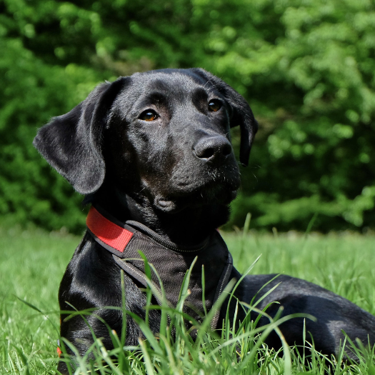 My Labrador Retriever Has Hip Dysplasia. What Should I Do?