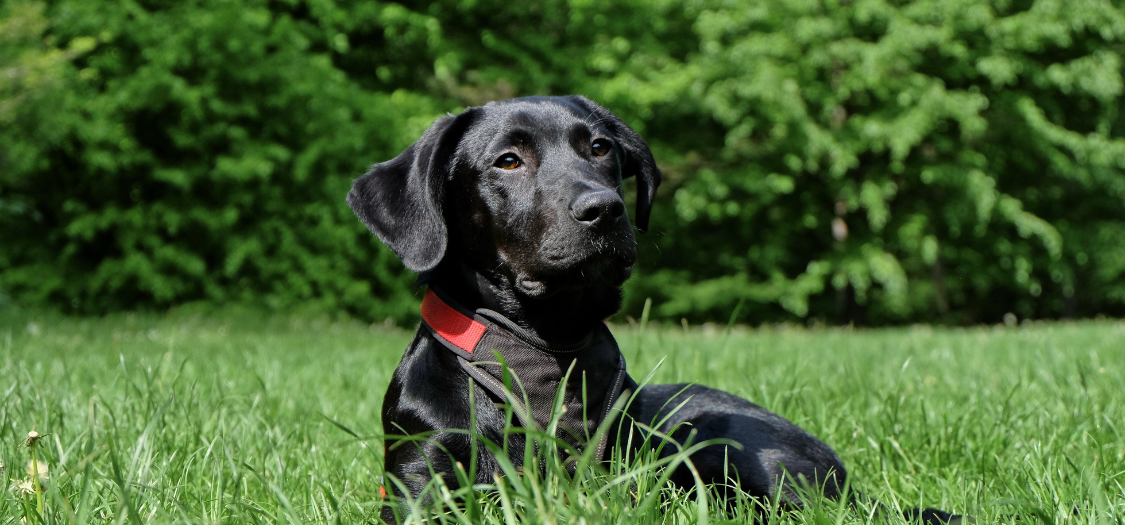 What Cream or Treatment Can I Put on my Dog with Itchy Skin?