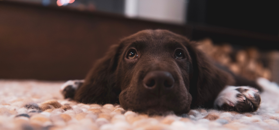 Can My Dog Get Up From The Floor, Sit Down and Squat While Wearing a K