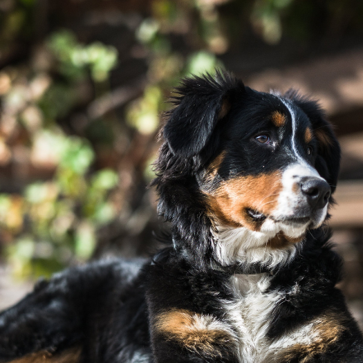 How is Degenerative Myelopathy Diagnosed or Tested in My Dog?