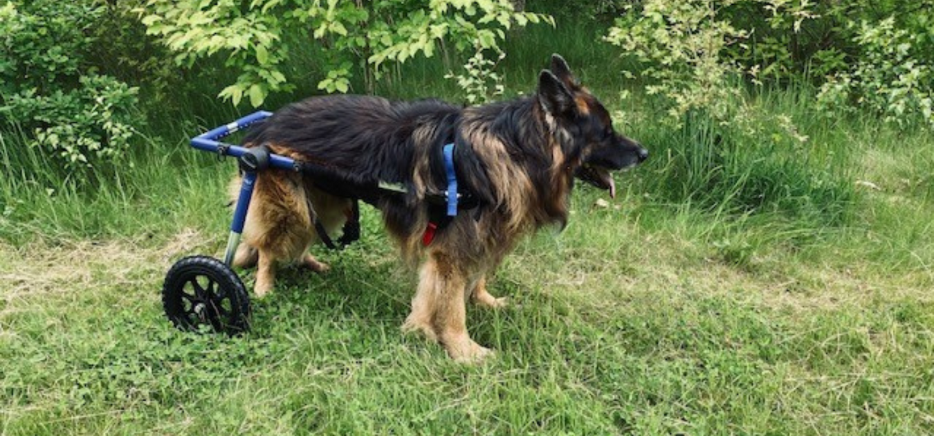 Cockapoo Wheelchair How Quickly Will It Take My Dog to Get Used to a Dog Wheelchair? — ZOOMADOG