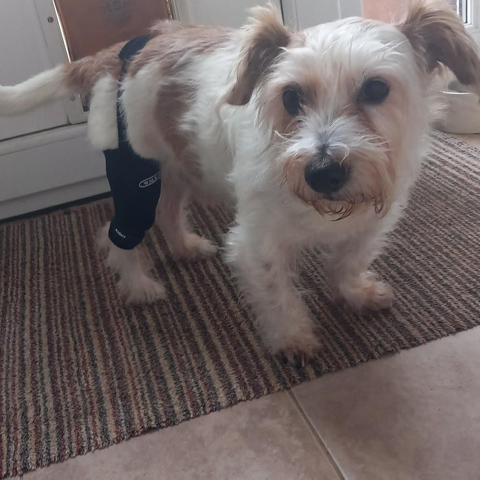 Jeff, the Terrier Dog, Suffered a Ruptured ACL Knee Ligament