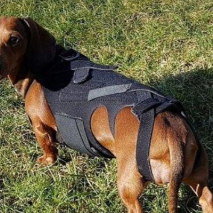 Dog Back Brace for Stability and Support