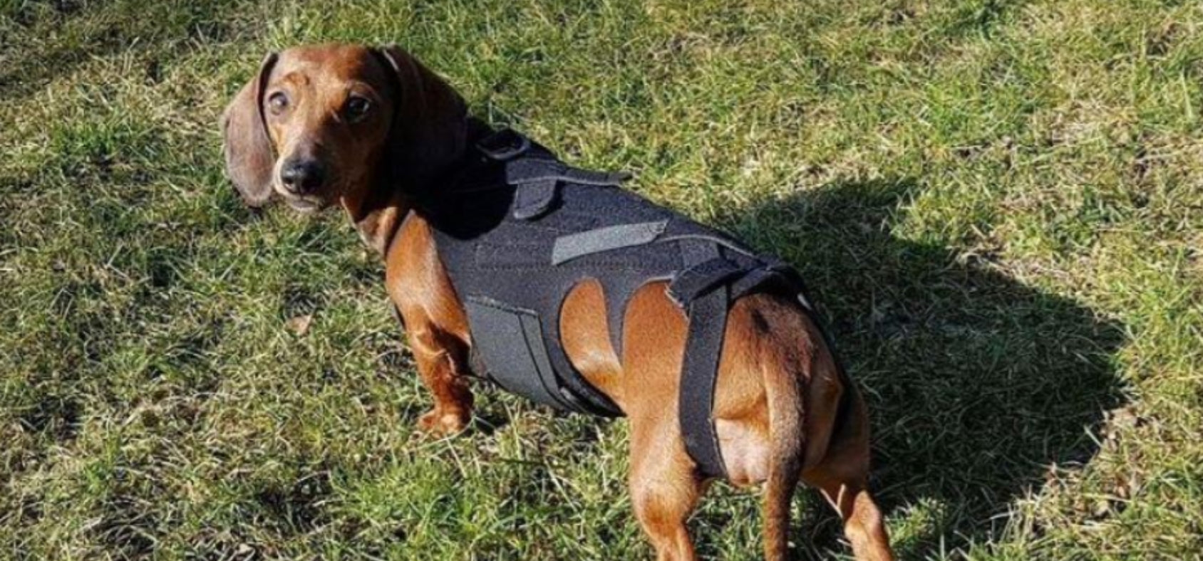 Back Brace for Dogs