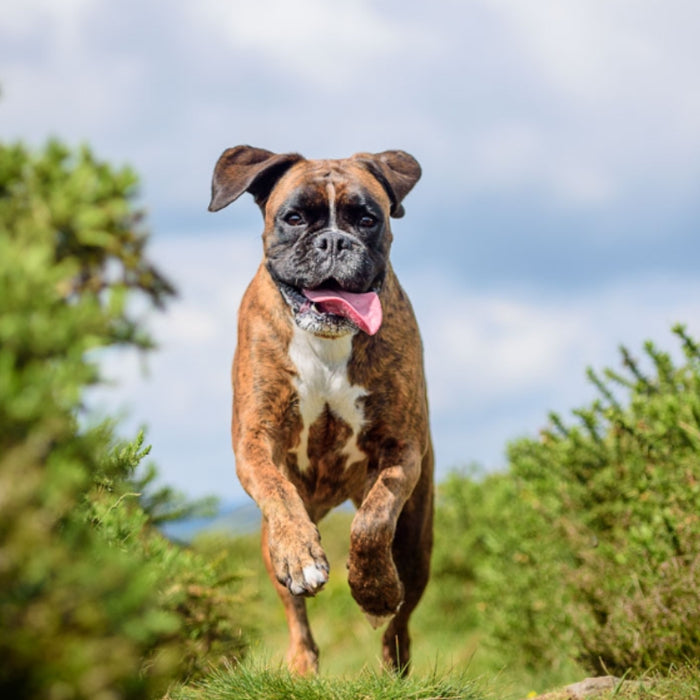 Hip Dysplasia in Boxer Dogs