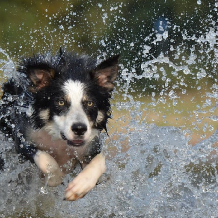 What Food Can Harm Your Dog at Christmas