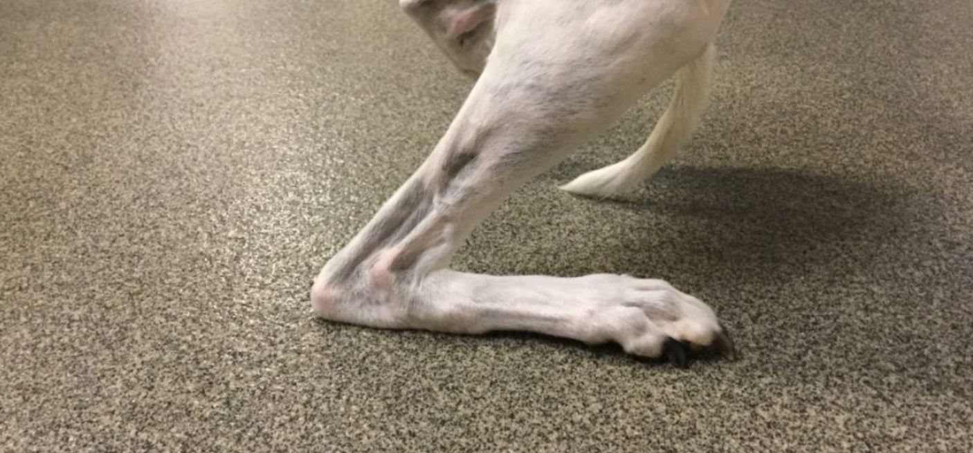 5 Ways to Help Your Dogs Achilles Tendon Injuries and Rupture