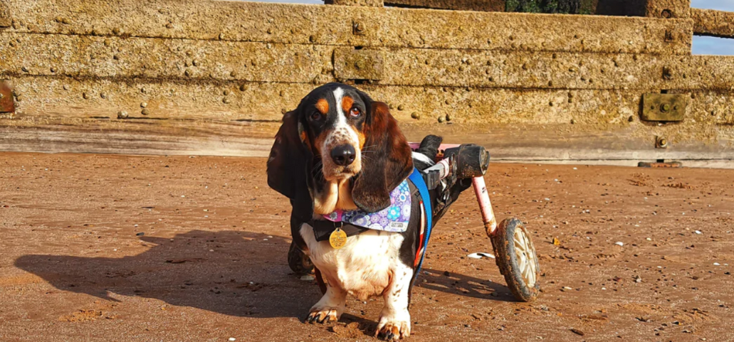 5 Dog Wheelchair Charities in the UK - Find A Dog Wheelchair