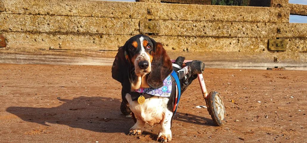 Cockapoo Wheelchair 5 Dog Wheelchair Charities in the UK - Find A Dog Wheelchair — ZOOMADOG